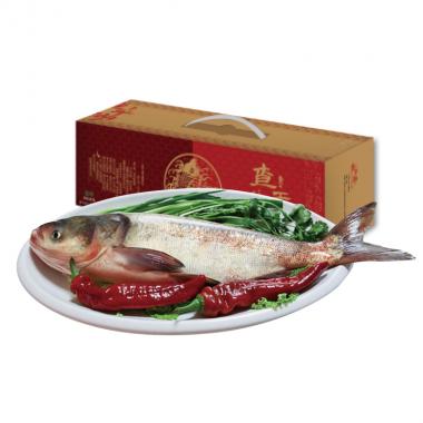 查干湖-叁号胖头鱼